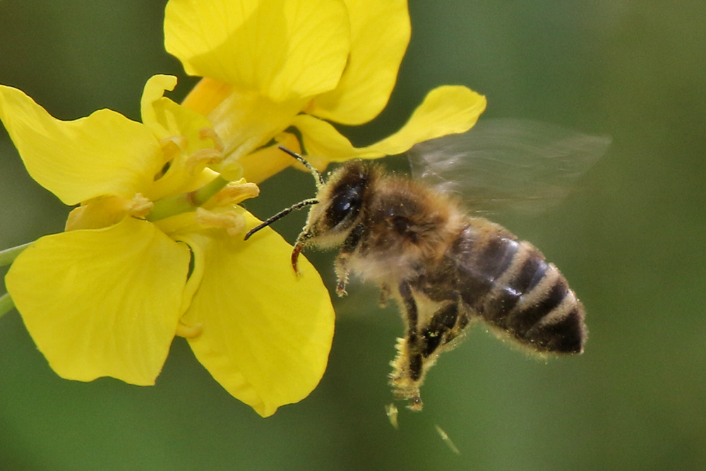 Biene im Anflug auf die Rapsblüte Foto & Bild | tiere, wildlife ...