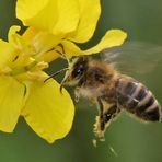 Biene im Anflug auf die Rapsblüte