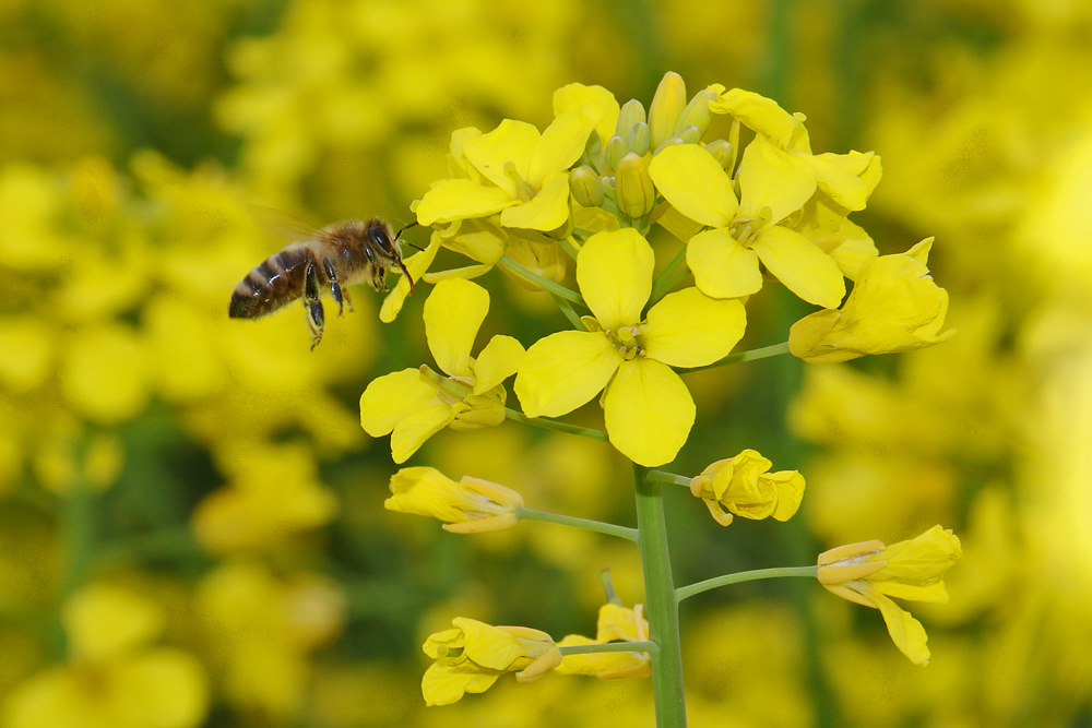 Biene im Anflug auf die Rapsblüten