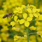 Biene im Anflug auf die Rapsblüten