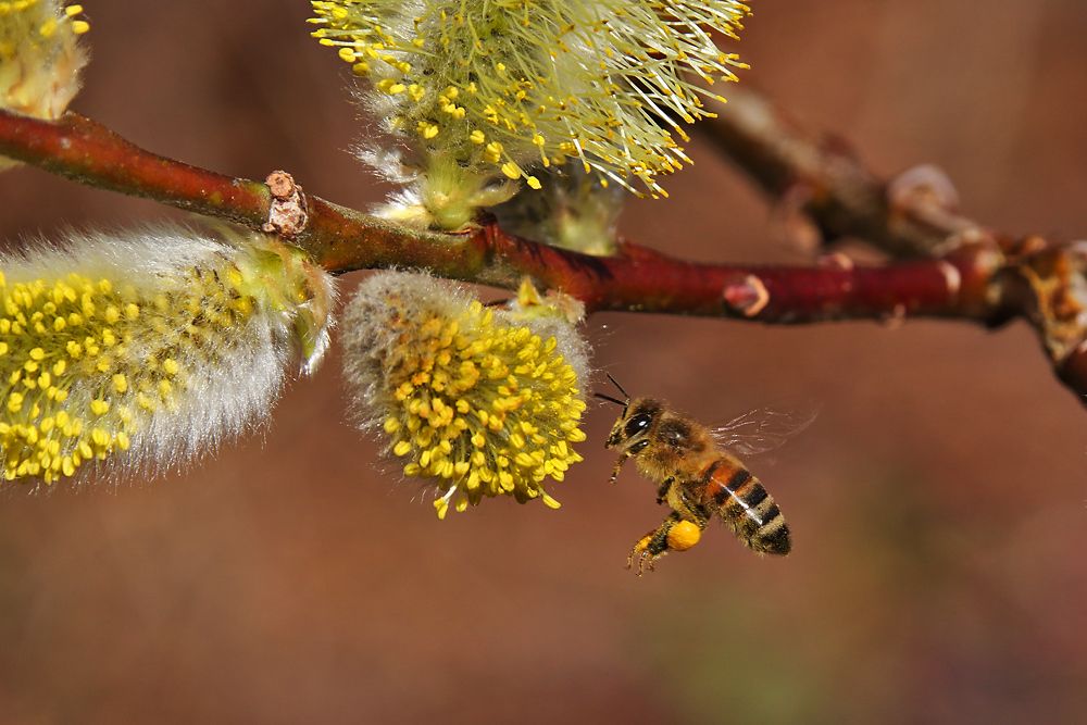 Biene im Anflug auf die Salweidenblüte