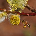 Biene im Anflug auf die Salweidenblüte