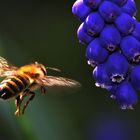 Biene im Anflug auf die Traubenhyazinthe