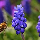 Biene im Anflug auf die Traubenhyazinthe