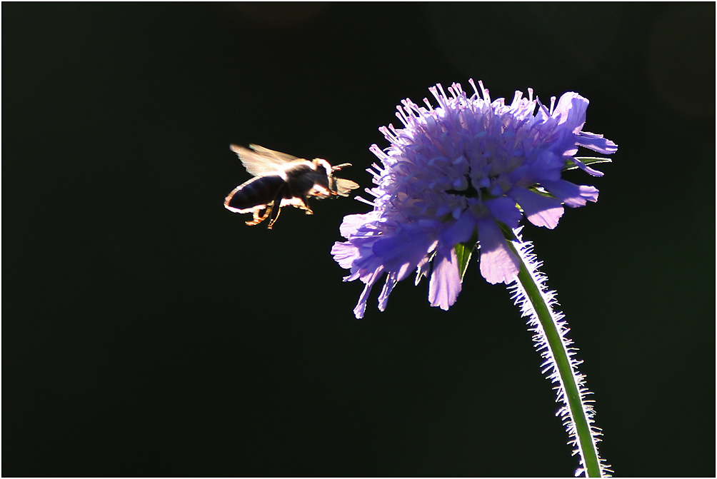 Biene im Anflug auf die Witwenblume