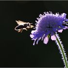 Biene im Anflug auf die Witwenblume