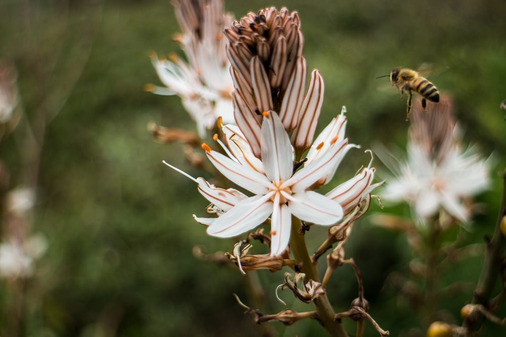 Biene im Anflug auf eine Affodill