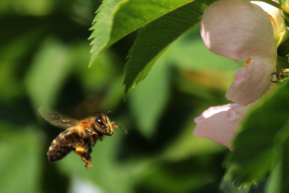 Biene im Anflug auf eine Blüte