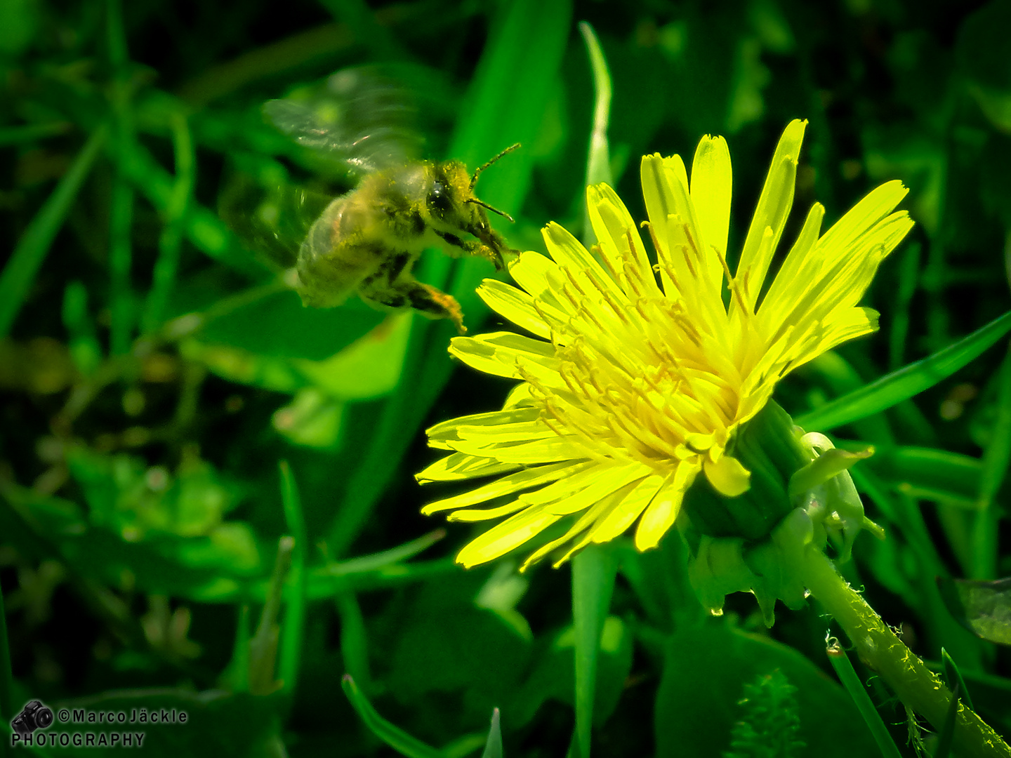 Biene im anflug auf eine Blume