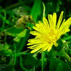 Biene im anflug auf eine Blume