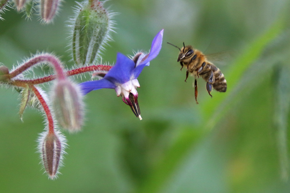 Biene im Anflug auf eine Borretsch-Blüte
