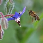 Biene im Anflug auf eine Borretsch-Blüte