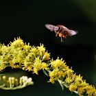 Biene im Anflug auf eine Goldrute