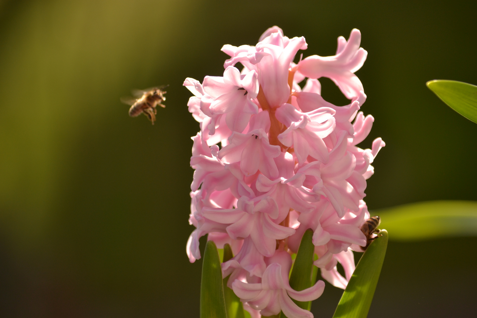 Biene im Anflug auf eine Hyazinte