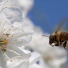 Biene im Anflug auf eine Kirschblüte