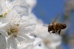Biene im Anflug auf eine Kirschblüte