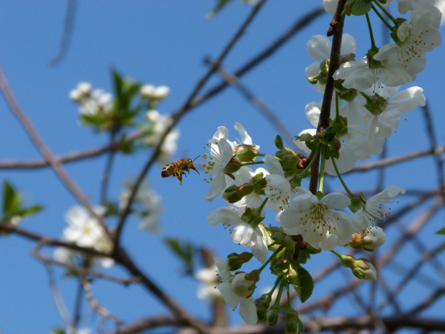 Biene im Anflug auf eine Kirschblüte :-)