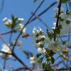 Biene im Anflug auf eine Kirschblüte :-)