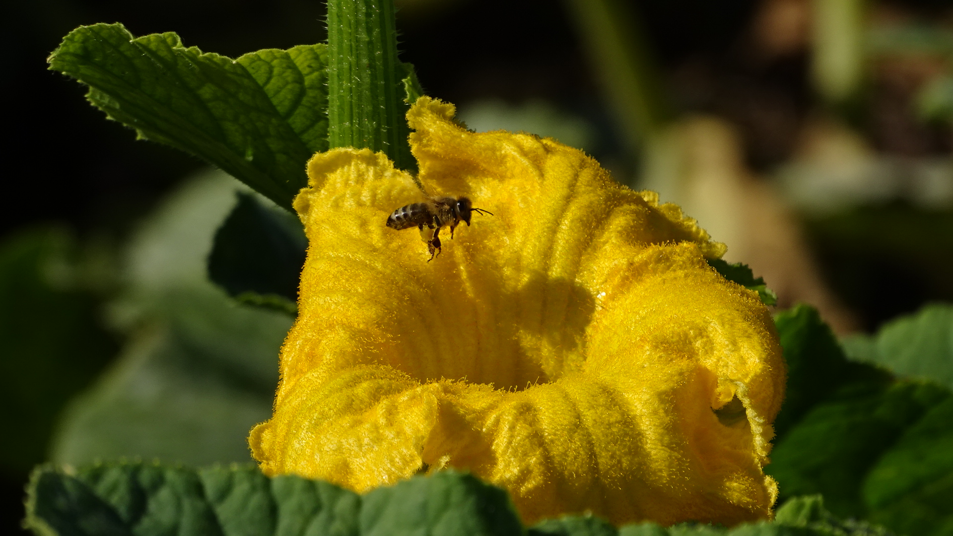 Biene im Anflug auf eine Kürbisblüte