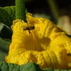 Biene im Anflug auf eine Kürbisblüte