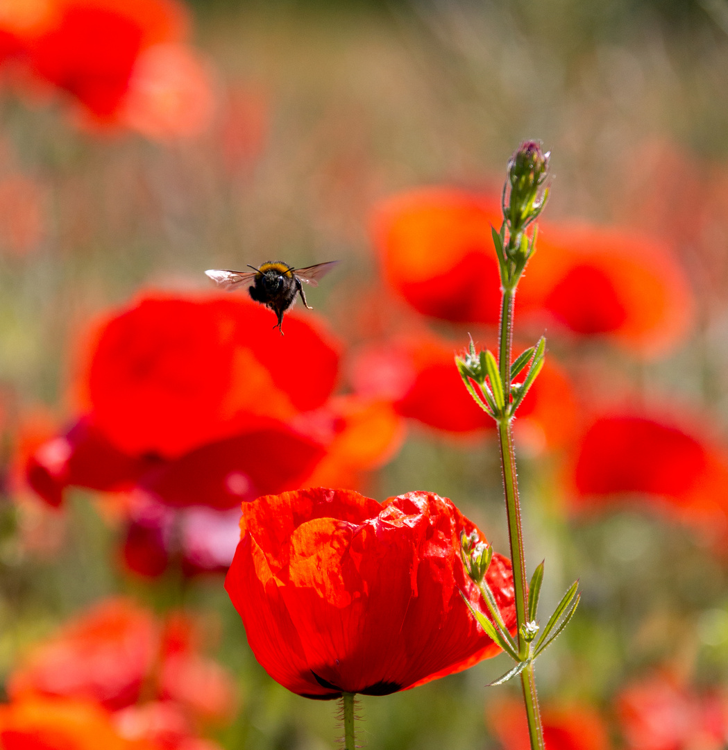 Biene im Anflug auf eine Mohnblume