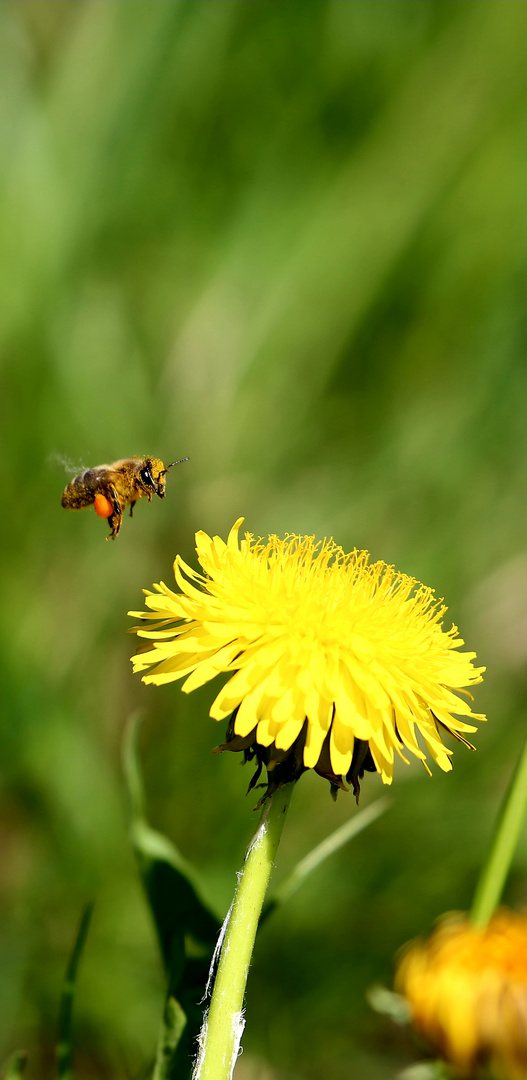 Biene im Anflug auf einen Löwenzahn