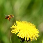 Biene im Anflug auf einen Löwenzahn