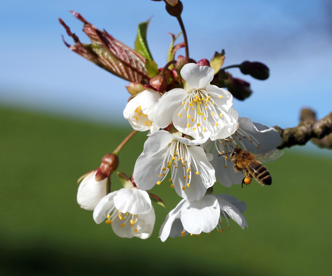 Biene im Anflug auf Kirschblüten