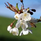 Biene im Anflug auf Kirschblüten