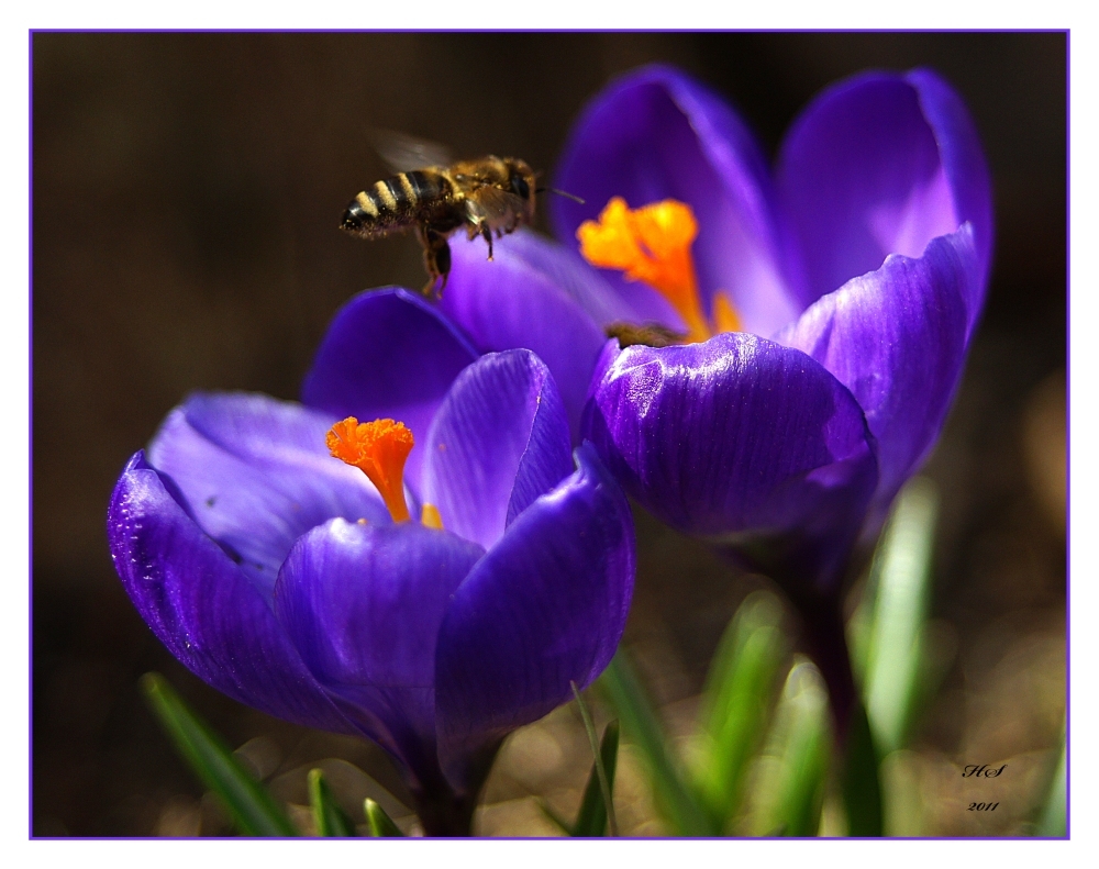 Biene im Anflug auf Krokus