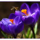 Biene im Anflug auf Krokus