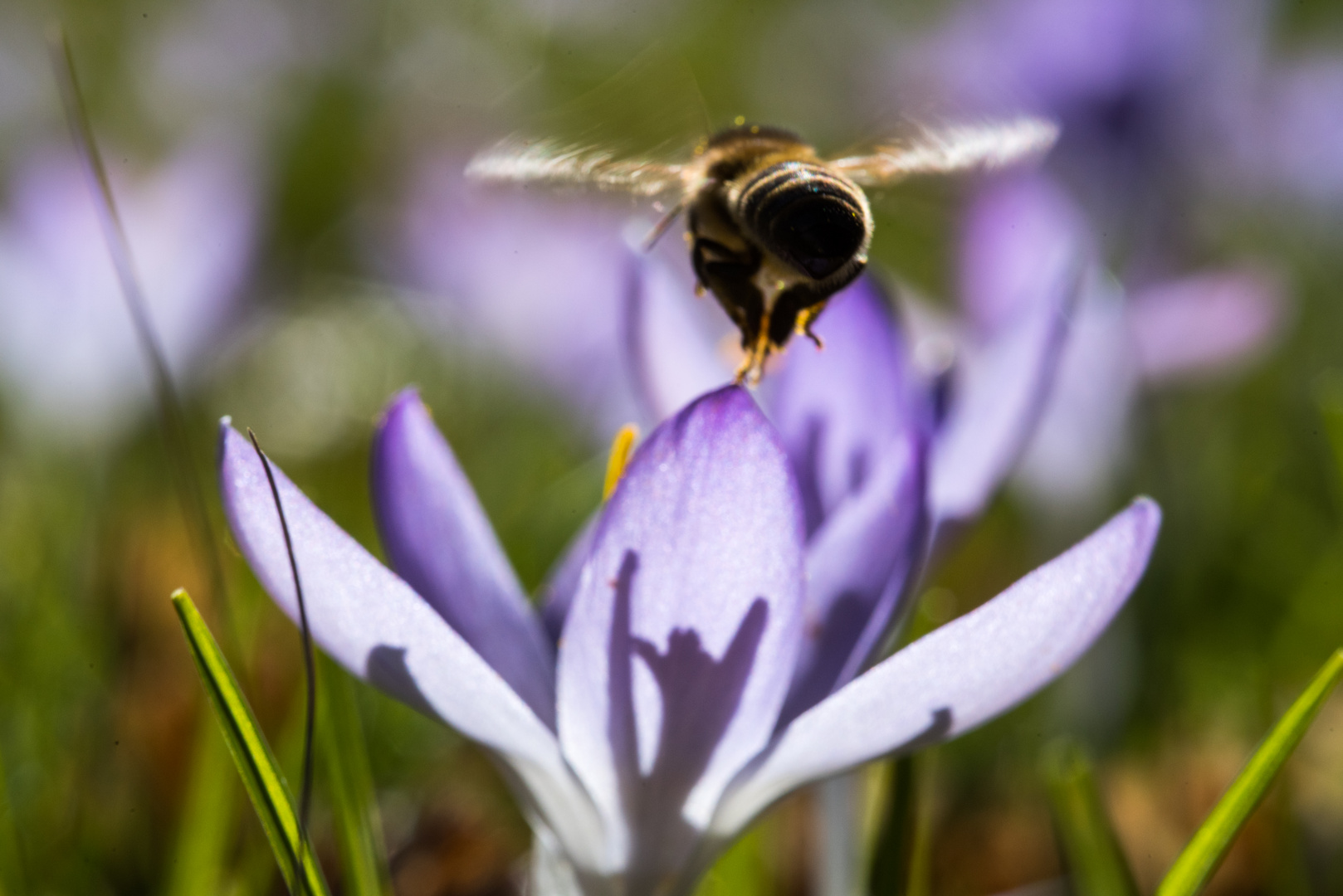 Biene im Anflug auf Krokus