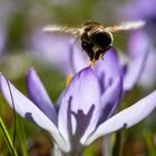 Biene im Anflug auf Krokus