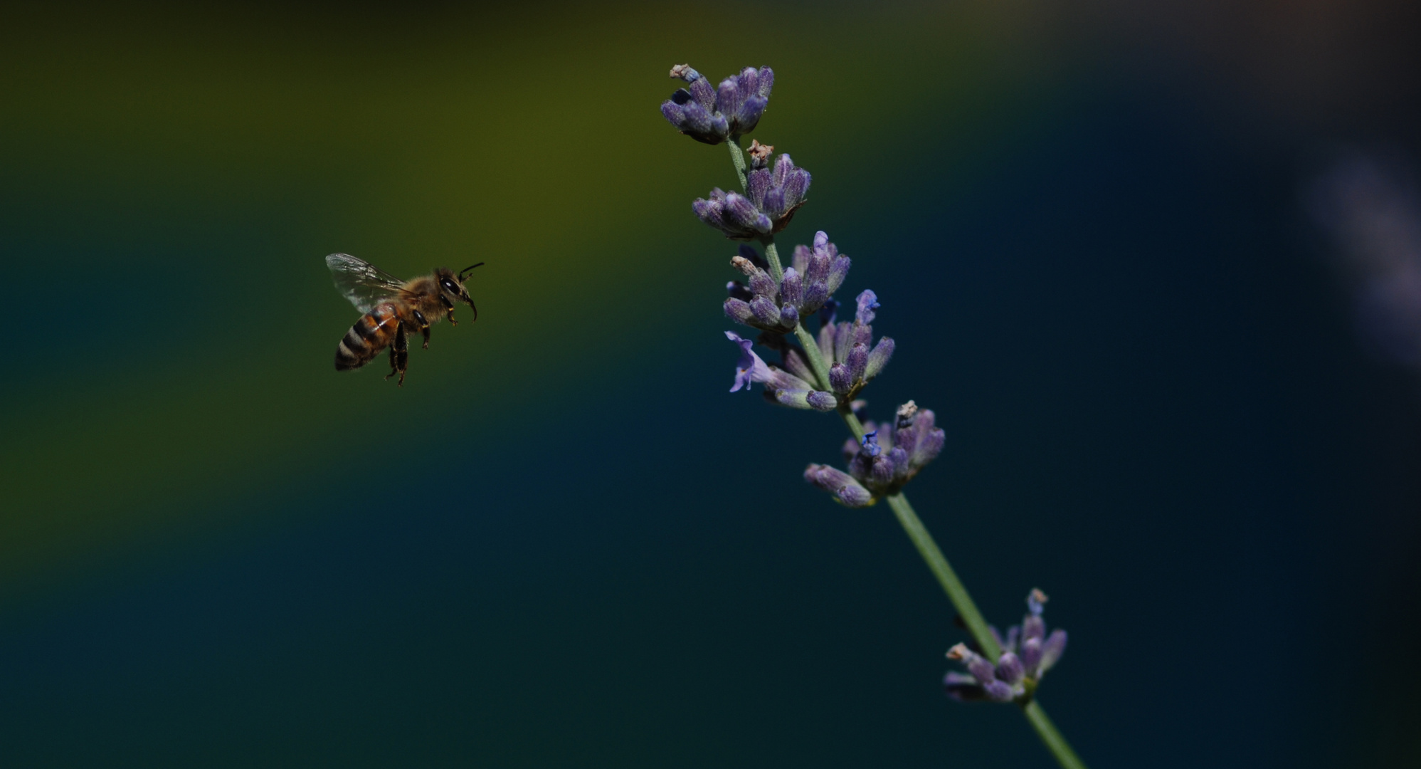 Biene im Anflug auf Lavendel