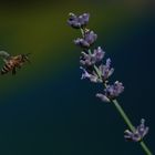 Biene im Anflug auf Lavendel