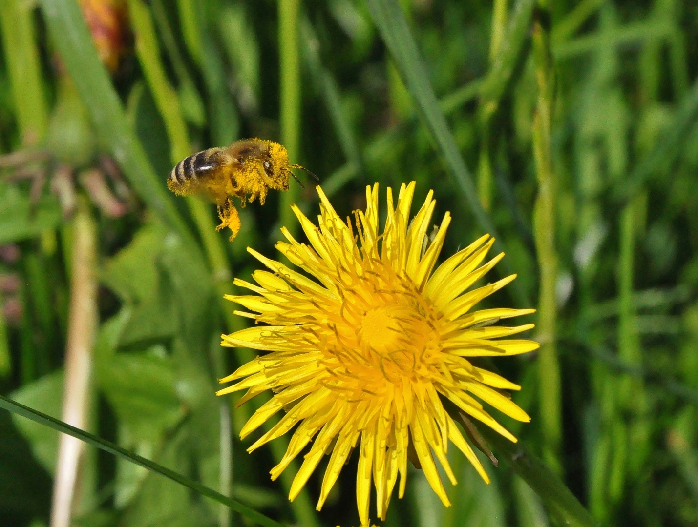 Biene im Anflug auf Löwenzahnblüte