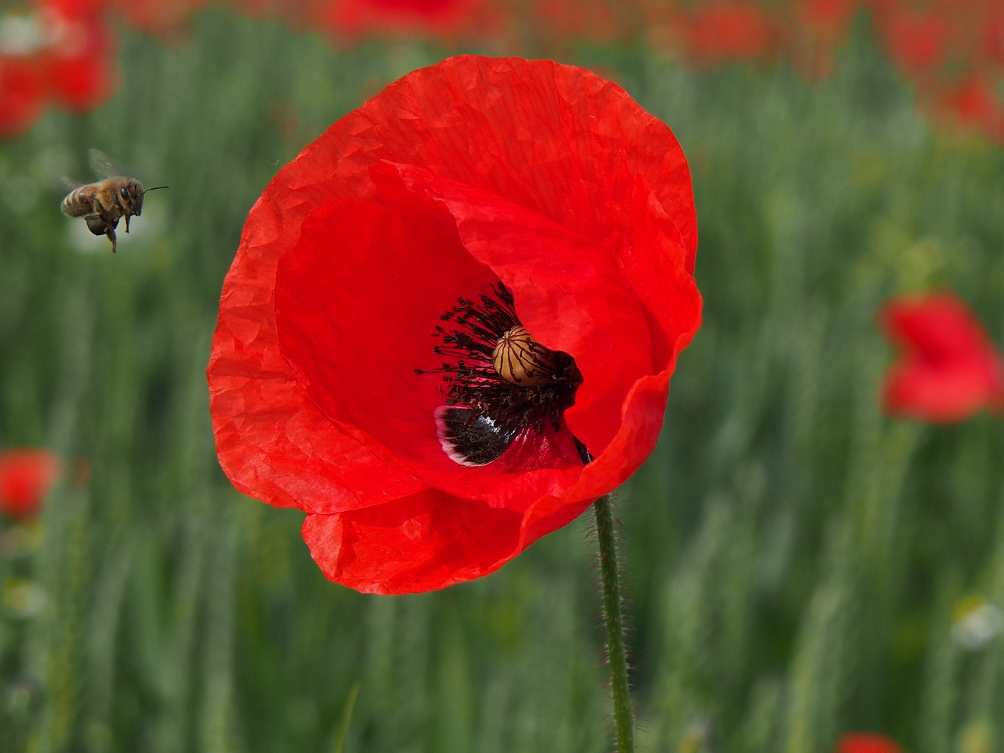 Biene im Anflug auf Mohn