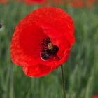 Biene im Anflug auf Mohn