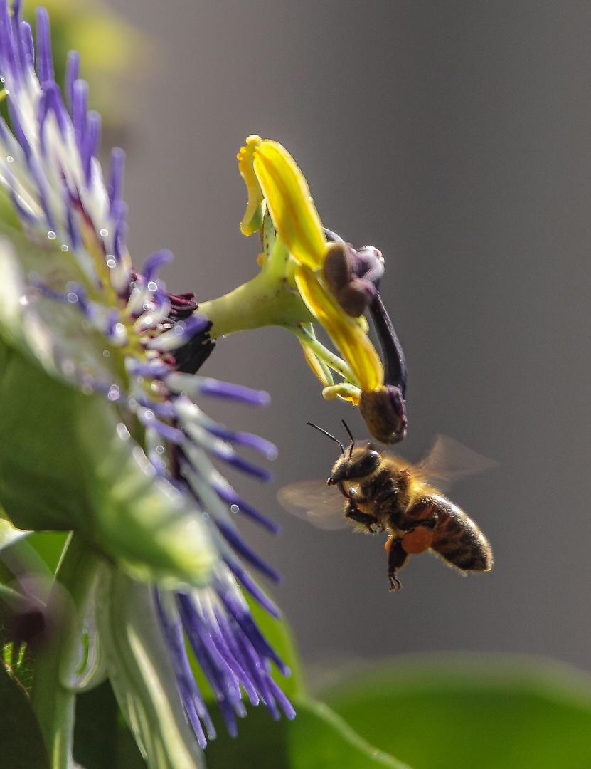 Biene im Anflug auf Passionsblume