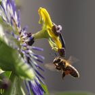 Biene im Anflug auf Passionsblume