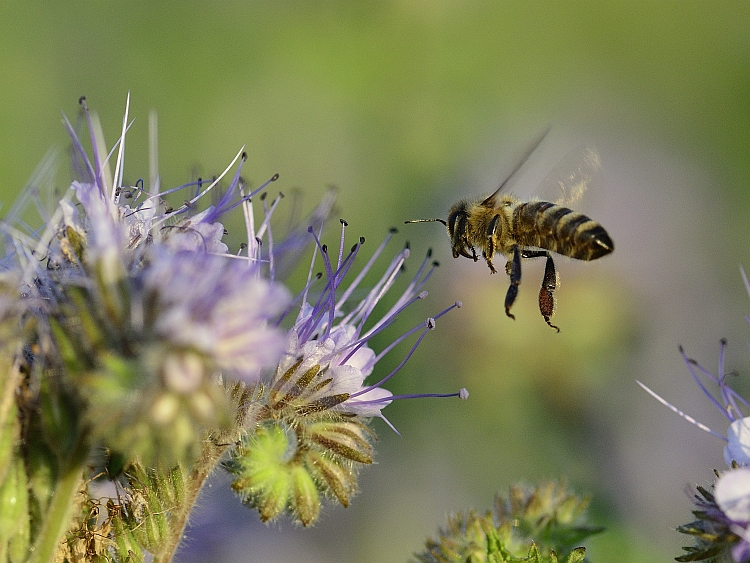 Biene im Anflug auf Phacelia tanacetifolia ...