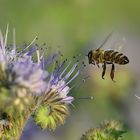 Biene im Anflug auf Phacelia tanacetifolia ...