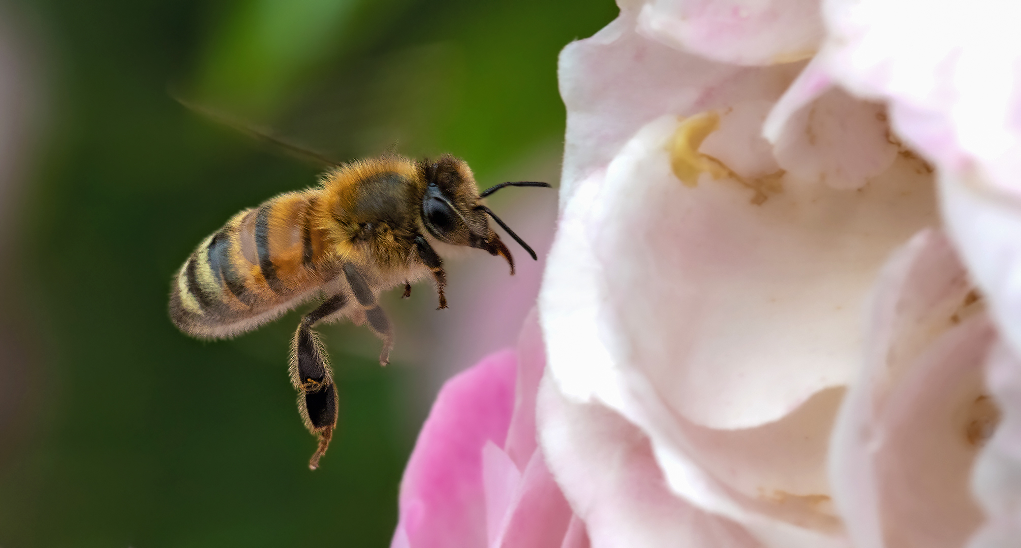 Biene im Anflug auf Rosenblüte 001a