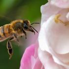 Biene im Anflug auf Rosenblüte 001a