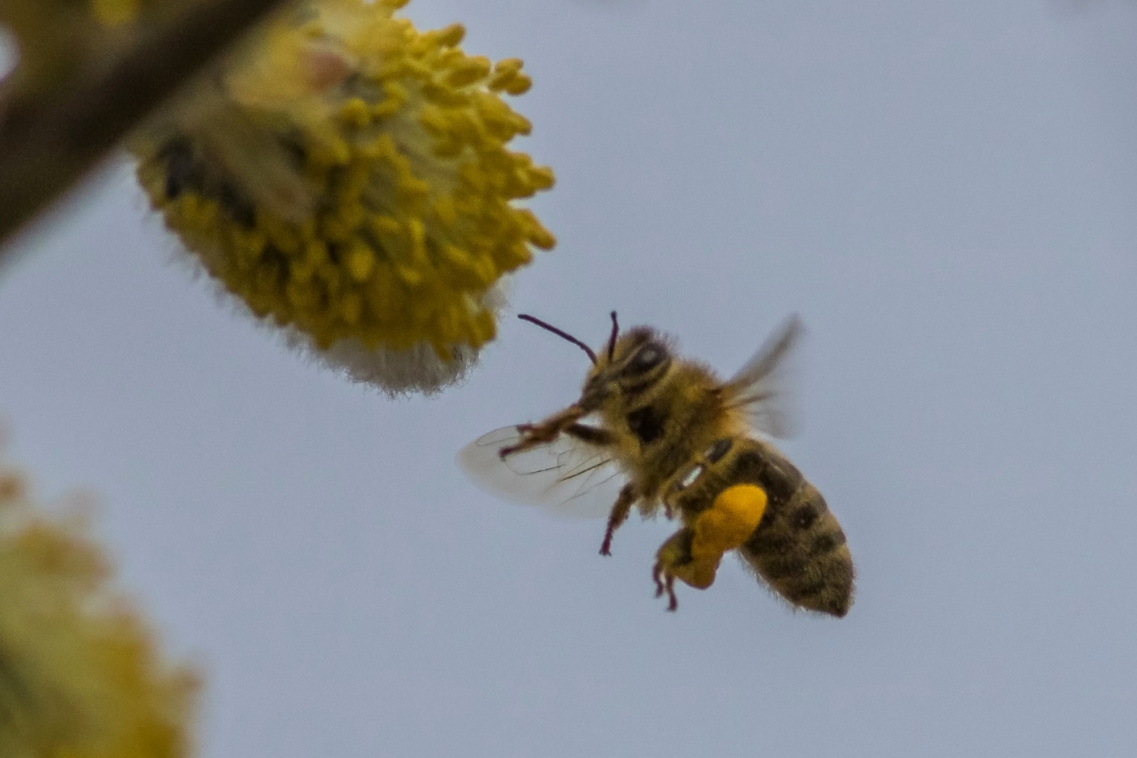 Biene im Anflug auf Salweide