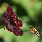 Biene im Anflug auf Schokoblume