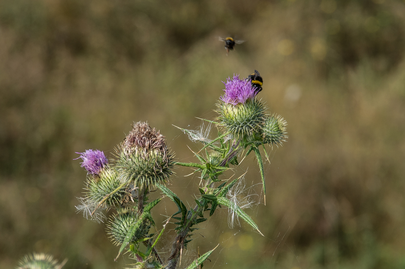 Biene im Anflug