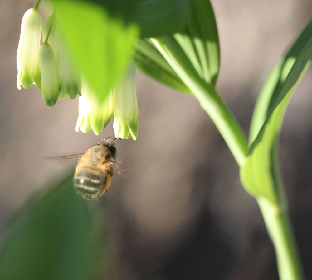 Biene im Anflug