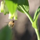 Biene im Anflug