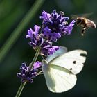 Biene im Anflug bei abendlichem Gegenlicht........